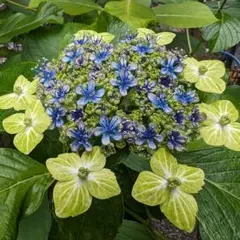 2026年最新】紫陽花苗の人気アイテム - メルカリ