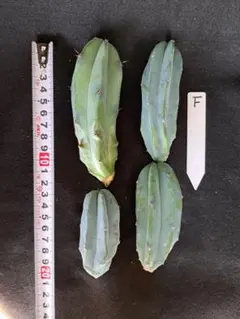 さぼてん様 リクエスト 2点 まとめ商品