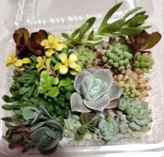 エケベリア　セダム　寄せ植えに　カラフル　カット苗　ラブリーローズ