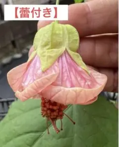 やまひろりん様 リクエスト 2点 まとめ商品