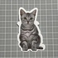 【A440】防水ステッカー 猫 ねこ アメショー アメリカンショートヘア
