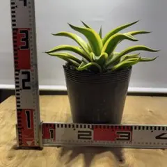 サラスター様 リクエスト 2点 まとめ商品