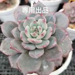 リーヤ@断捨離中様 リクエスト 2点 まとめ商品