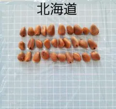 2026年最新】朝鮮五葉松 松の実の人気アイテム - メルカリ