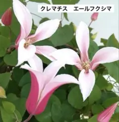 ファルマータピンク　クレマチス六号宅配本州限定関西まで クレマチス フェルマータピンク 六号宅配本州限定関西まで - メルカリ