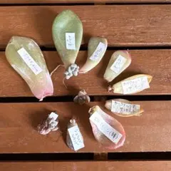 多肉植物　葉挿し(韓国苗含む)