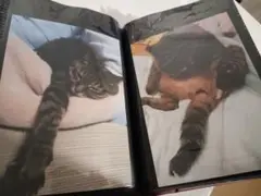 Item thumbnail for item 97f8ea8d-5eb4-474c-b1df-efc3b70c785b