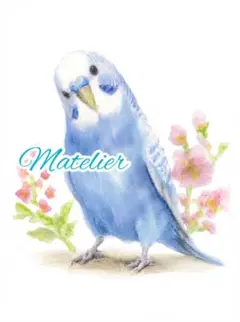 セキセイインコの絵　水彩画　原画　癒し　インコのイラスト　鳥の絵
