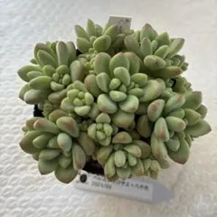 ペレスデラロサエ×八千代 抜き苗 多肉植物 子株いっぱいのサムネイル