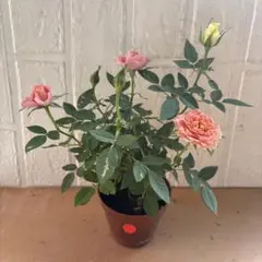 訳あり】ミニバラ♡レモンイエロー♡3号♡ポットごと宅急便コンパクト