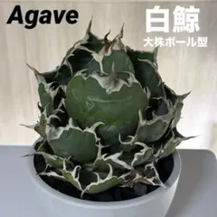 2026年最新】アガベ 白鯨 大株の人気アイテム - メルカリ