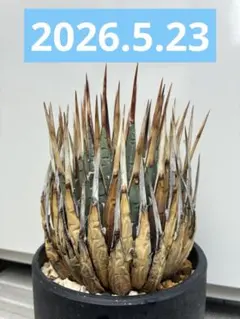 2026年最新】エボリスピナ 現地の人気アイテム - メルカリ