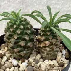 921様 リクエスト 3点 まとめ商品