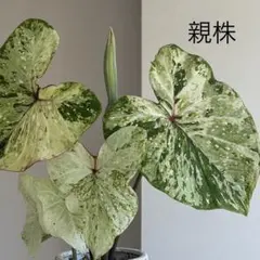 アロカシア アズラニー 斑入り 芋 1つ - メルカリ