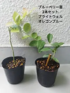 メルモン　ブルーベリー苗4本セット 51T29fcC0VL._UF894,1000_QL80_.jpg