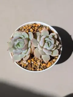 ami ami様 リクエスト 3点 まとめ商品