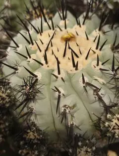 White Whale様 リクエスト 3点 まとめ商品