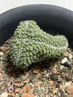 2025年最新】菊水 綴化の人気アイテム - メルカリ