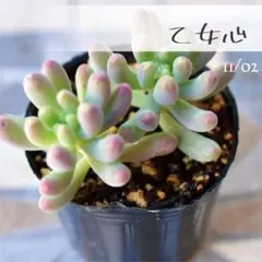 ❀るなこむ❀様 リクエスト 4点 まとめ商品