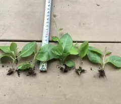 2026年最新】おかわかめ 苗の人気アイテム - メルカリ