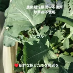 クローバー＆ブロッコリー葉っぱMIXセット⑤農薬.除草剤栽培期間中不使用のサムネイル