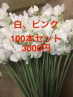 ななっち様専用スイートピー　白50ピンク50 1/29木着