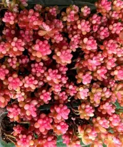 2026年最新】レッドベリー錦の人気アイテム - メルカリ