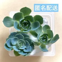 2026年最新】七福神 多肉植物の人気アイテム - メルカリ