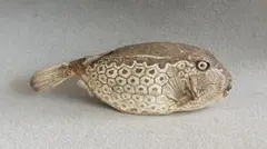 2025年最新】魚剥製の人気アイテム - メルカリ