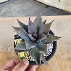 2026年最新】マンガベ ブラッドスポットの人気アイテム - メルカリ