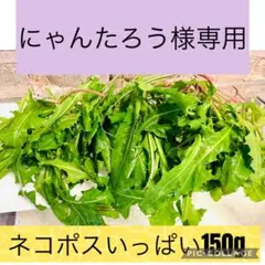 にゃんたろう様専用　確認画面　生タンポポネコポスいっぱい　150g