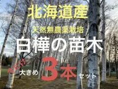 古城様 リクエスト 3点 まとめ商品
