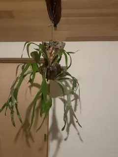 2025年最新】ウィリンキー ワイルドの人気アイテム - メルカリ