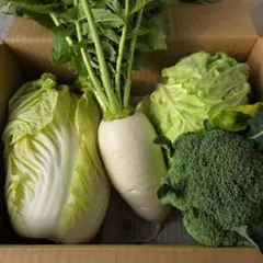 新鮮な野菜セット（白菜、ダイコン、ブロッコリー、キャベツ）。現品限り‼️。