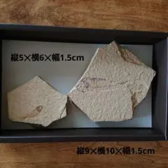 물고기 화석 2종 세트