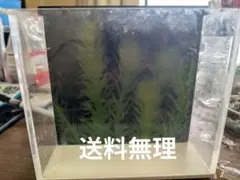 2026年最新】横見ケース メダカの人気アイテム - メルカリ