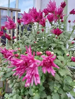 食用菊　もってのほか　挿し木苗4本のサムネイル