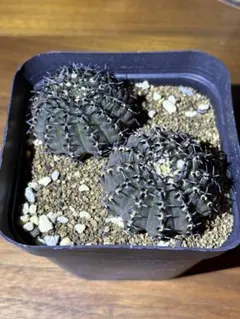 選抜品　黒刺鳳頭　実生 2本　ギムノカリキウムのサムネイル