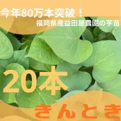 栗かぐや 15本 さつまいも苗 無農薬 - メルカリ
