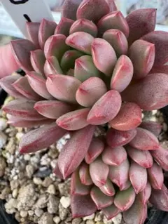 てんちゃん様 リクエスト 3点 まとめ商品