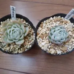 かなさん！様 リクエスト 4点 まとめ商品