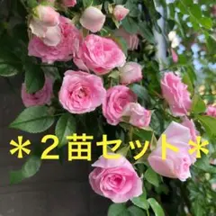 ミニバラ♡テディベア♡3号♡2個セット♡ポットごとメルカリ便 - メルカリ
