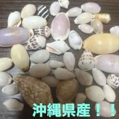 【⠀沖縄県産⠀】貝殻セット