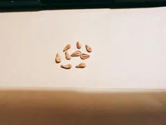 種子 5粒 パキポディウム ウィンゾリー windsorii【マダガスカル産】