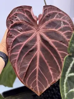 【極上新葉展開しました‼️】アンスリウム　ルクスリアンス　希少　人気　メルカリ便 美株】Anthurium luxurians アンスリウム ルクスリアンス - メルカリ