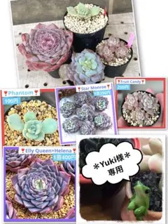 2026年最新】エリークイーンの人気アイテム - メルカリ