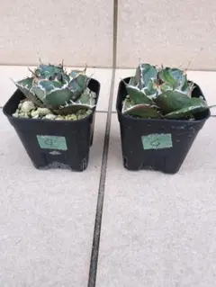 2026年最新】アガベ 白鯨 セットの人気アイテム - メルカリ