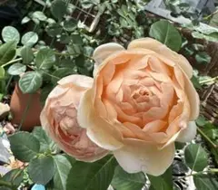 イングリッシュローズ 苗 バラ 薔薇のサムネイル