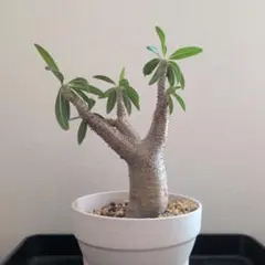 サ*6様 パキポディウム マカイエンセ 塊根植物 コーデックス - メルカリ