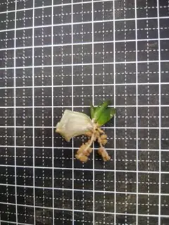 【白蛇伝】葉挿し　複数発芽・発根済み　！のサムネイル